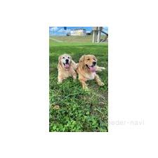 安宅真奈美ブリーダー