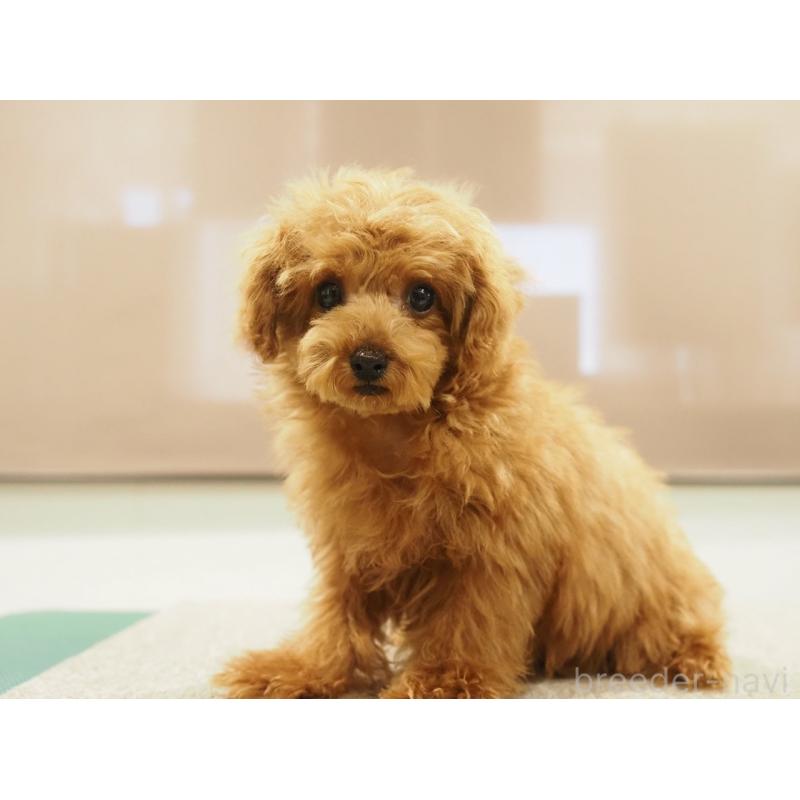 成約済の愛知県のティーカッププードル-425617の7枚目