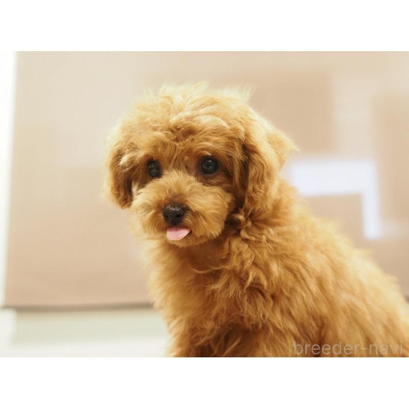 成約済の愛知県のティーカッププードル-425617の6枚目