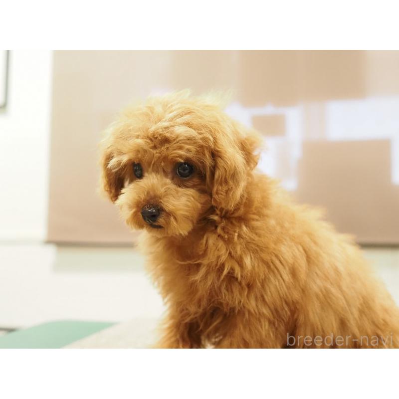 成約済の愛知県のティーカッププードル-425617の5枚目