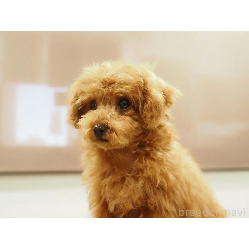 成約済の愛知県のティーカッププードル-425617の4枚目