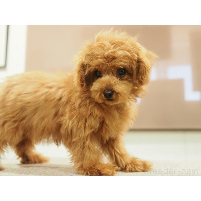 成約済の愛知県のティーカッププードル-425617の3枚目