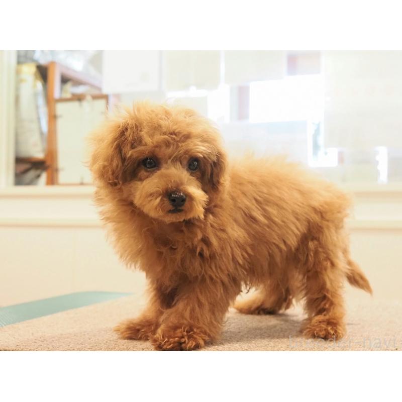 成約済の愛知県のティーカッププードル-425617の2枚目