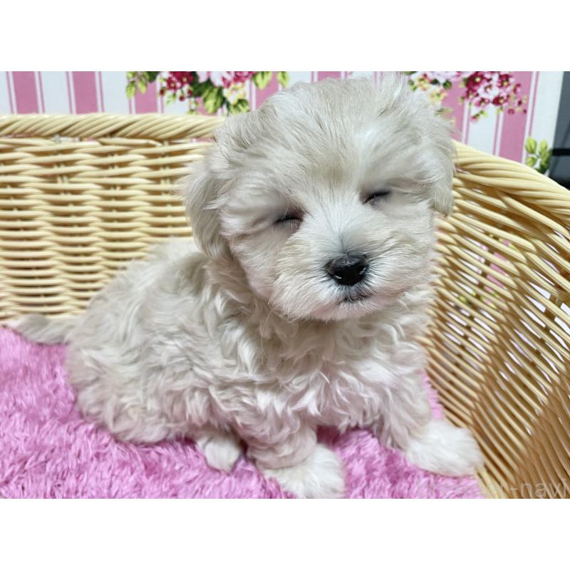 成約済の秋田県のマルプー:マルチーズ×トイプードル-435081の6枚目