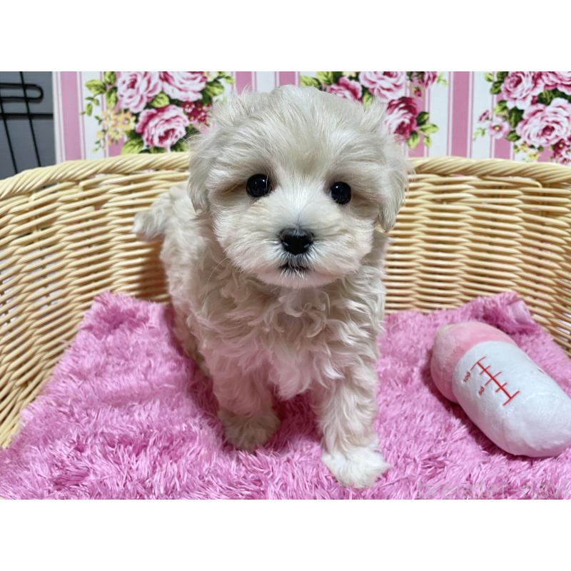 成約済の秋田県のマルプー:マルチーズ×トイプードル-435081の4枚目