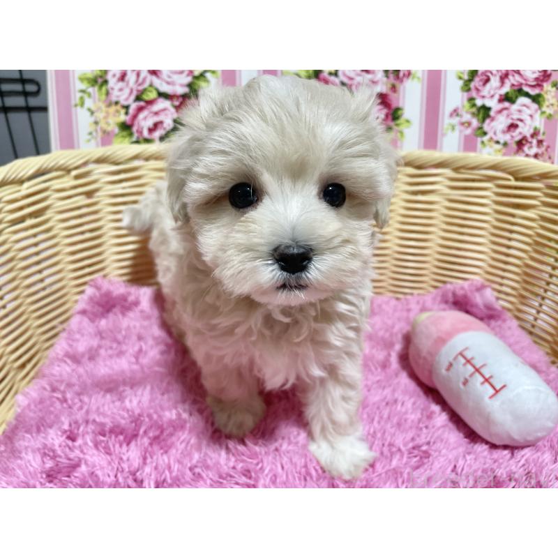 成約済の秋田県のマルプー:マルチーズ×トイプードル-435081の3枚目