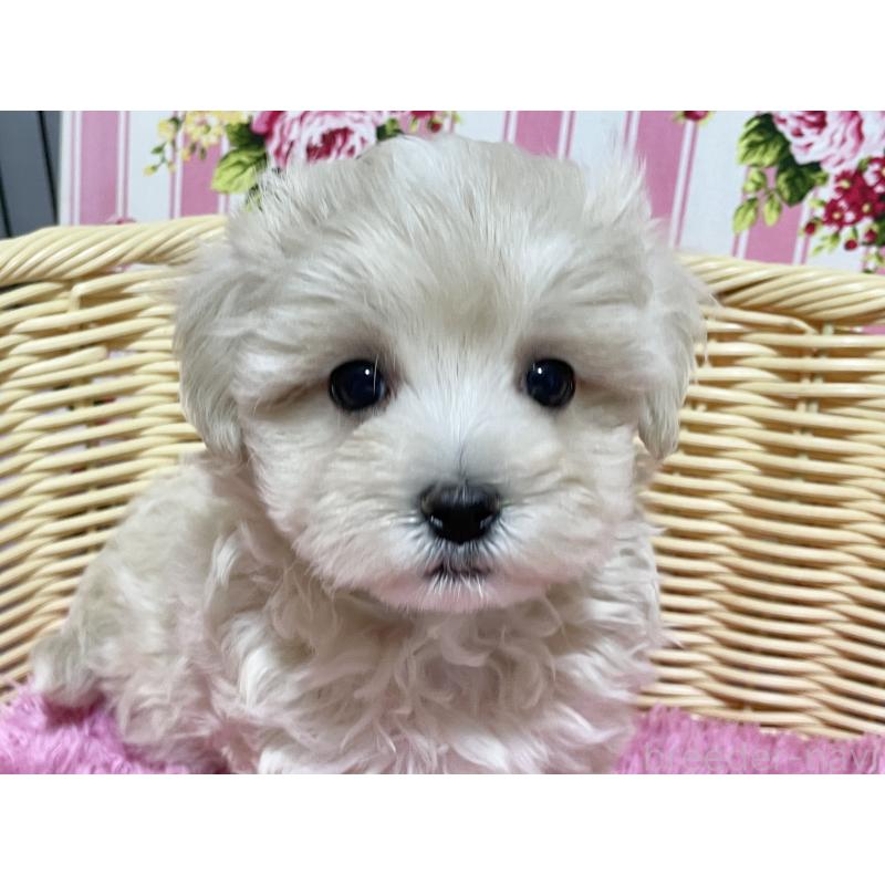 成約済の秋田県のマルプー:マルチーズ×トイプードル-435081の2枚目