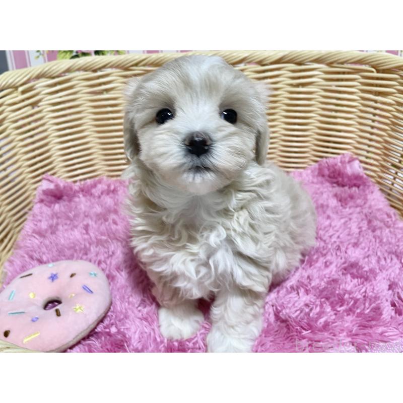 成約済の秋田県のマルプー:マルチーズ×トイプードル-435082の9枚目