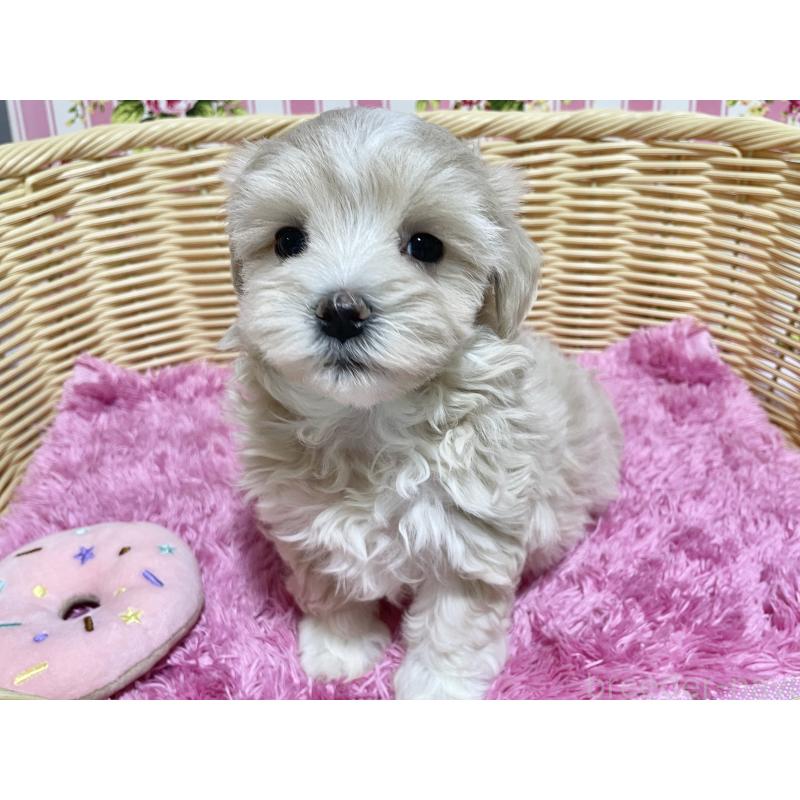 成約済の秋田県のマルプー:マルチーズ×トイプードル-435082の8枚目