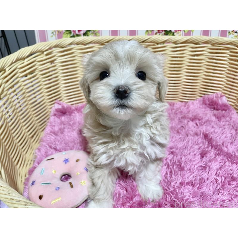 成約済の秋田県のマルプー:マルチーズ×トイプードル-435082の7枚目