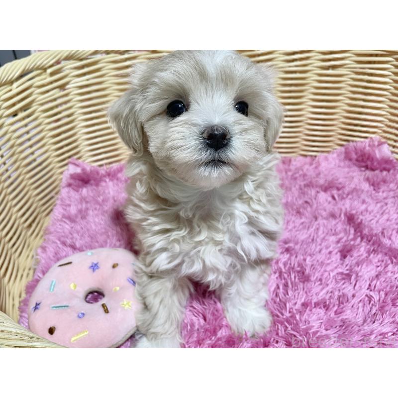 成約済の秋田県のマルプー:マルチーズ×トイプードル-435082の6枚目