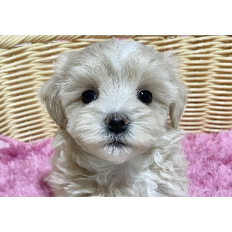 成約済の秋田県のマルプー:マルチーズ×トイプードル-435082の5枚目