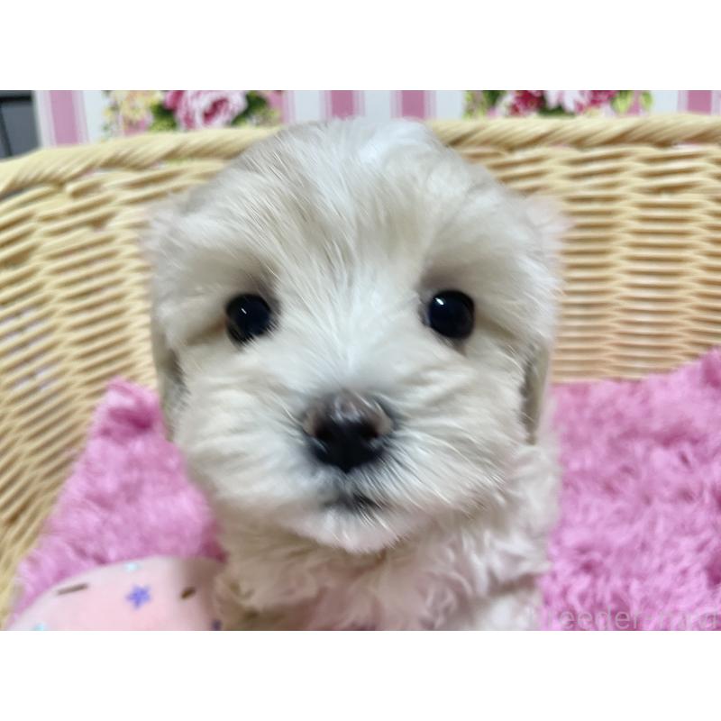 成約済の秋田県のマルプー:マルチーズ×トイプードル-435082の4枚目