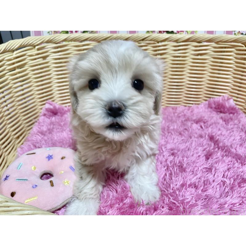 成約済の秋田県のマルプー:マルチーズ×トイプードル-435082の3枚目