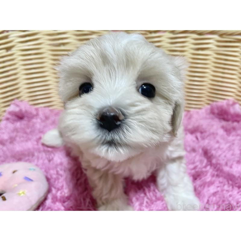 成約済の秋田県のマルプー:マルチーズ×トイプードル-435082の2枚目