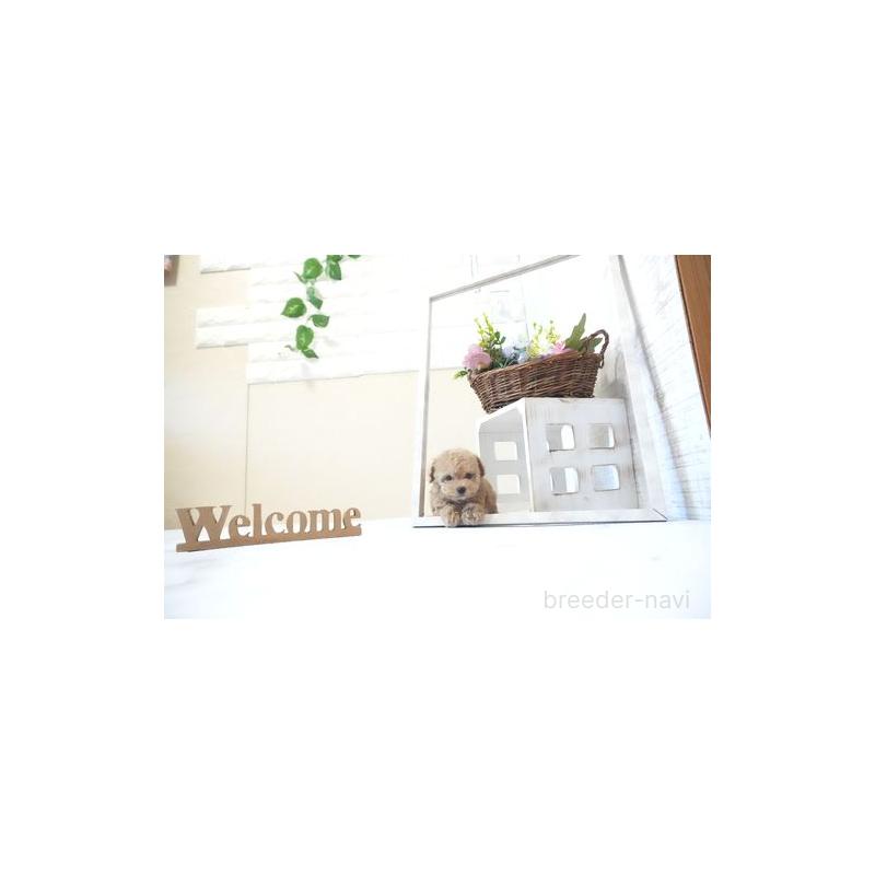 成約済の滋賀県のティーカッププードル-437723の4枚目