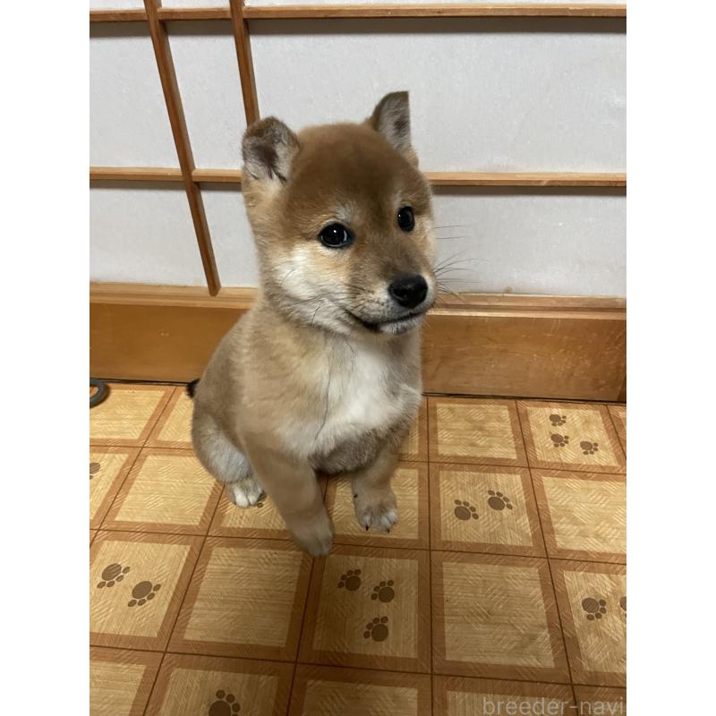 成約済の茨城県の柴犬-425872の2枚目