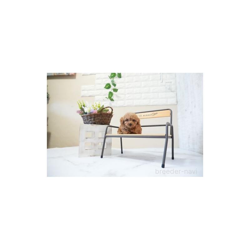 成約済の滋賀県のタイニープードル-437728の3枚目