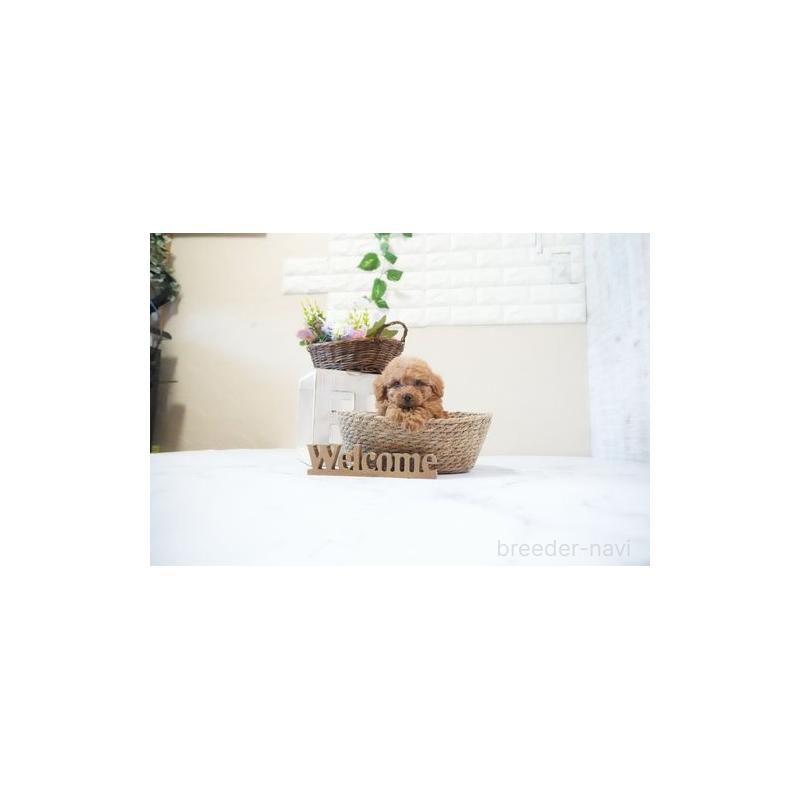 成約済の滋賀県のタイニープードル-437728の2枚目