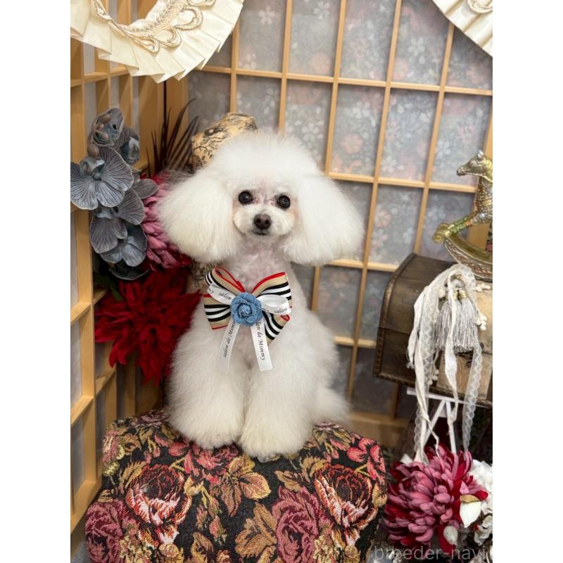 小川智美ブリーダーの詳細