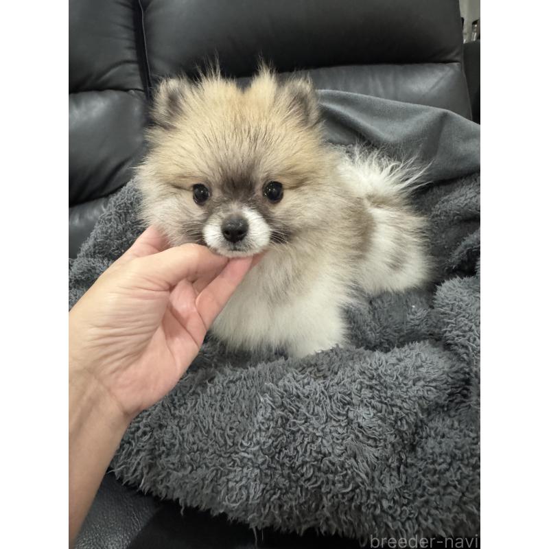 成約済の埼玉県のポメラニアン-426917の3枚目