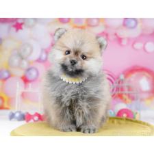 ♀︎ポメラニアン