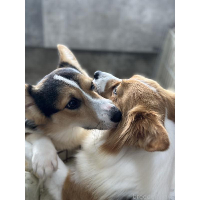 瀬戸智恵美ブリーダーの詳細