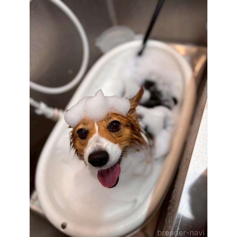 瀬戸智恵美ブリーダーの詳細