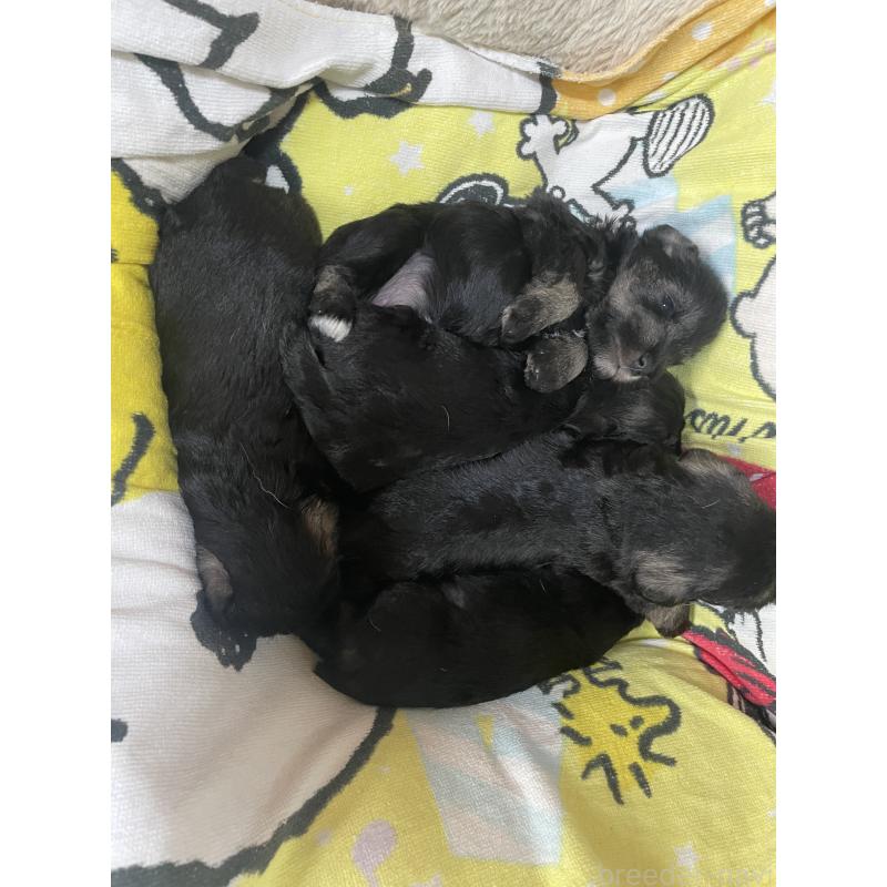 瀬戸智恵美ブリーダーの詳細