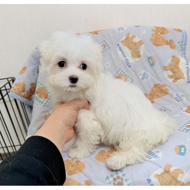 成約済の埼玉県のマルチーズ-426482の5枚目