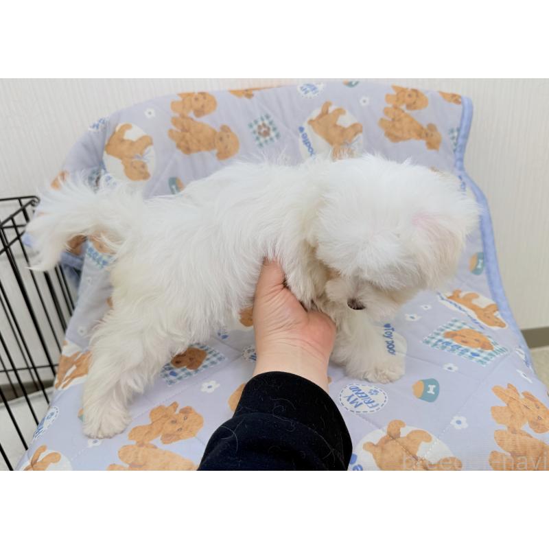 成約済の埼玉県のマルチーズ-426482の3枚目