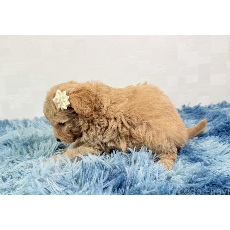 成約済の埼玉県のトイプードル-435027の4枚目