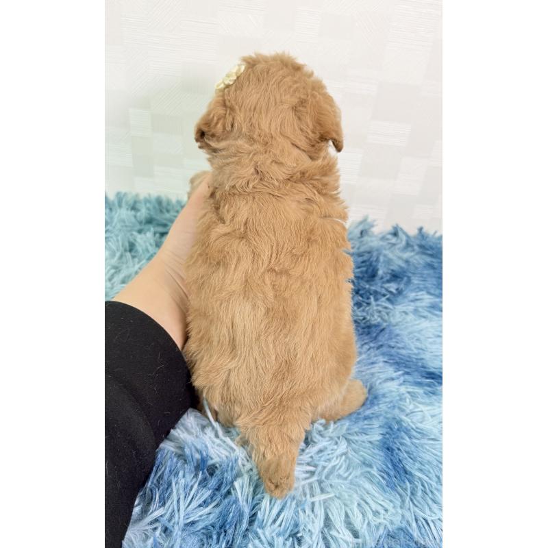 成約済の埼玉県のトイプードル-435027の3枚目