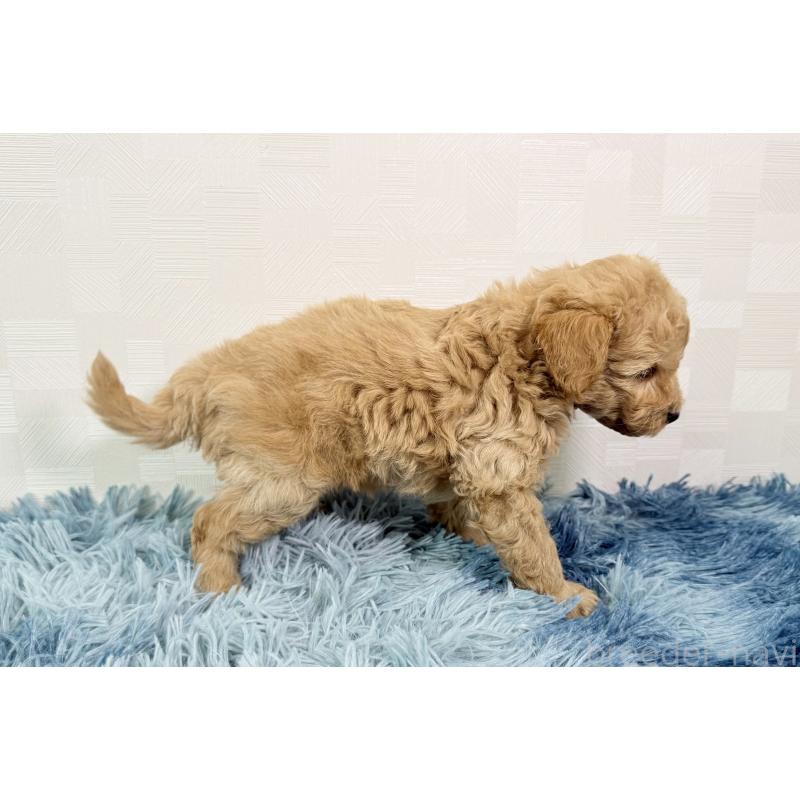 成約済の埼玉県のトイプードル-435027の2枚目