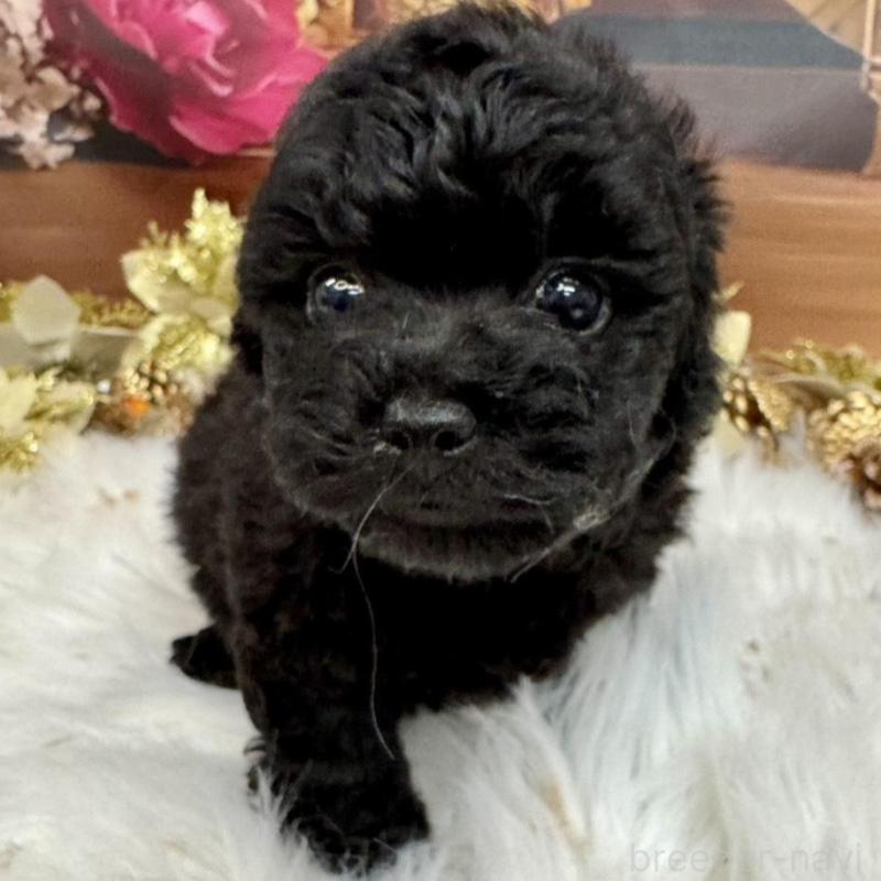 成約済の広島県のタイニープードル-433179の4枚目