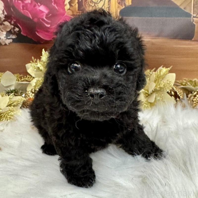 成約済の広島県のタイニープードル-433179の3枚目