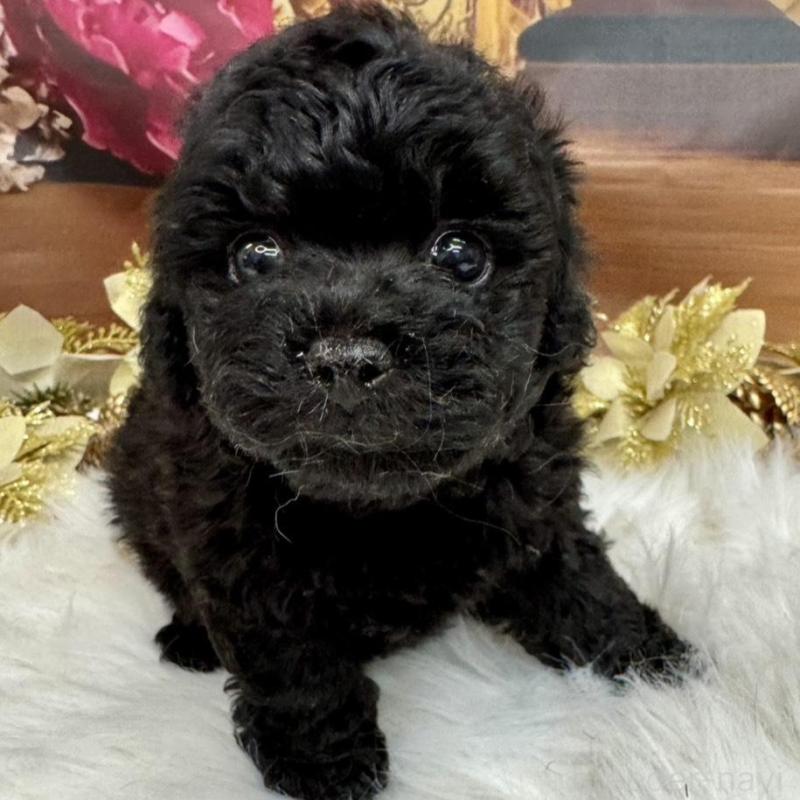 成約済の広島県のタイニープードル-433179の2枚目