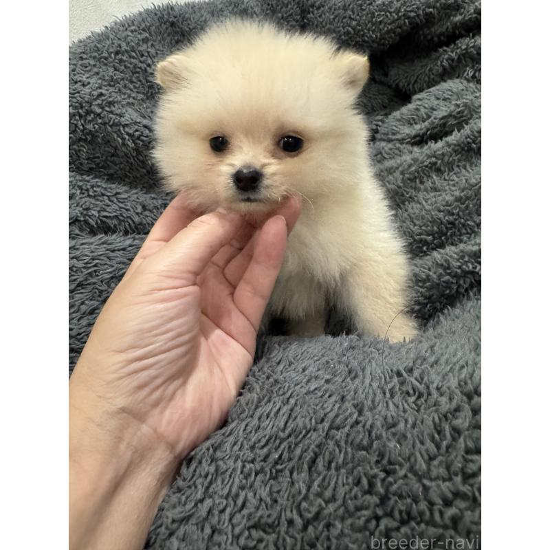 成約済の埼玉県のミックス犬-432883の7枚目