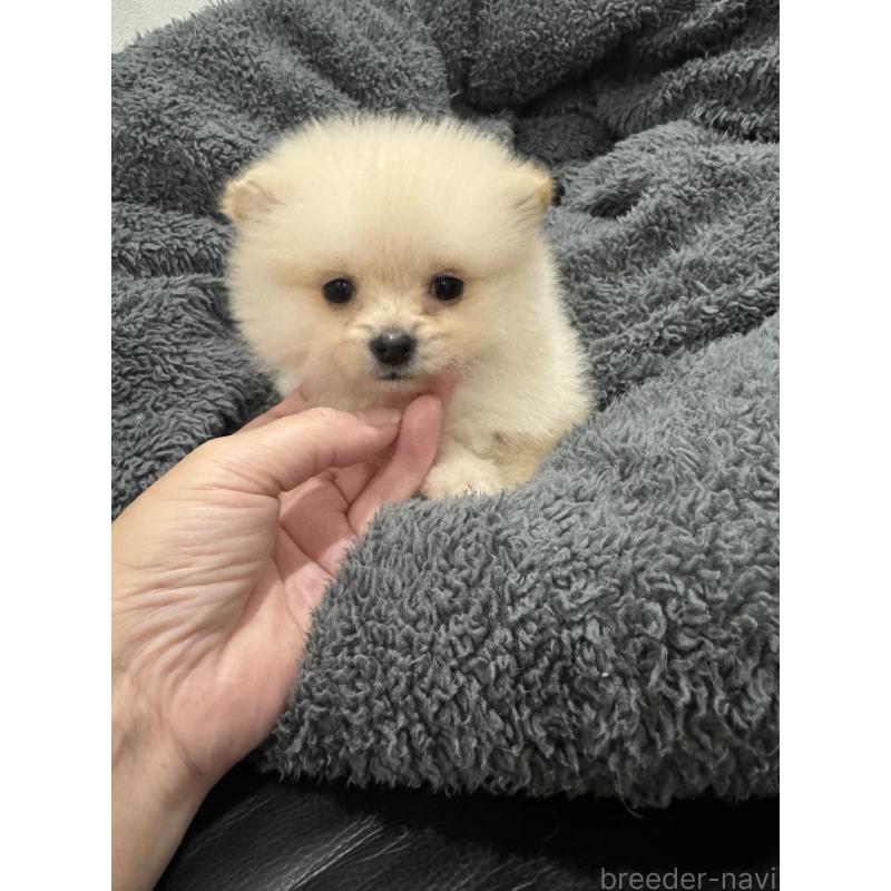 成約済の埼玉県のミックス犬-432883の6枚目