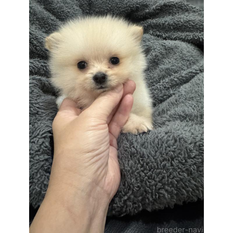 成約済の埼玉県のミックス犬-432883の5枚目