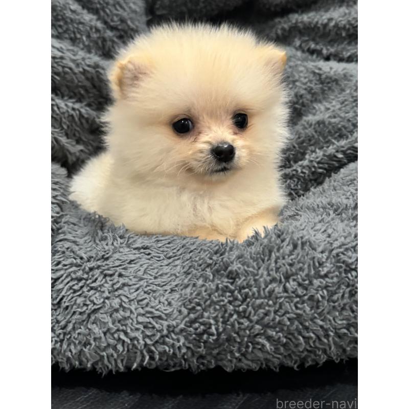 成約済の埼玉県のミックス犬-432883の4枚目