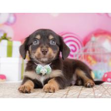 ♀︎チワックス:チワワ×ミニチュアダックスフンド