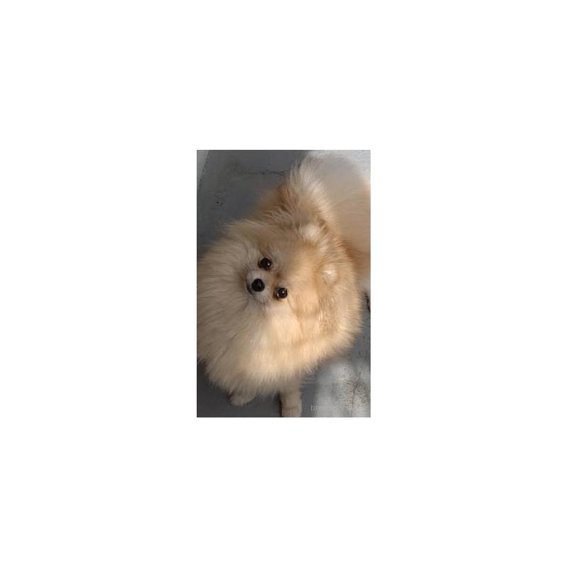 溝口千春ブリーダーの詳細