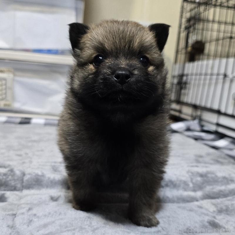 成約済の岡山県のポメラニアン-436035の10枚目