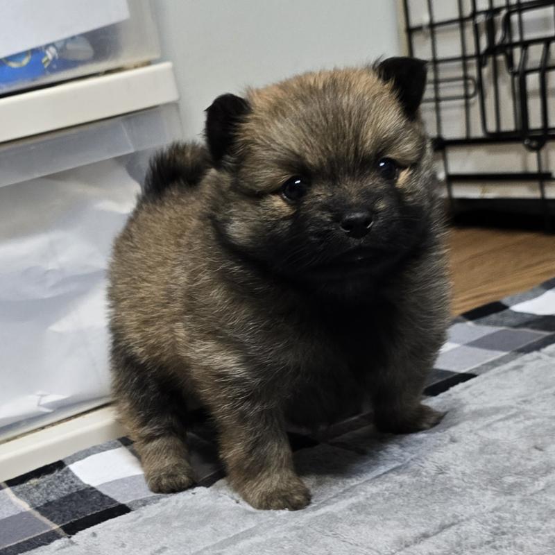 成約済の岡山県のポメラニアン-436035の9枚目