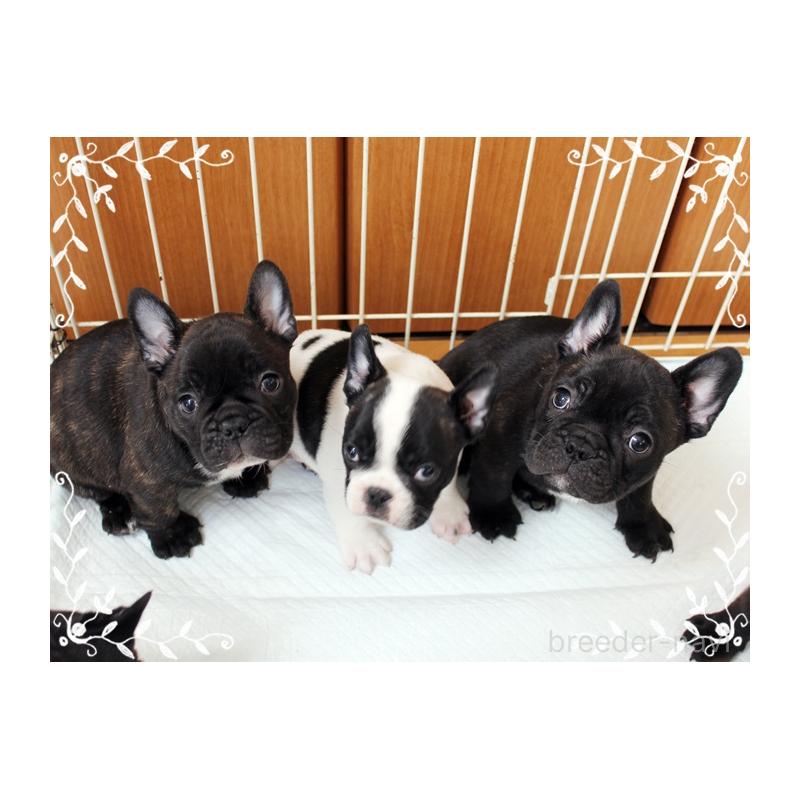 成約済の神奈川県のフレンチブルドッグ-434384の3枚目