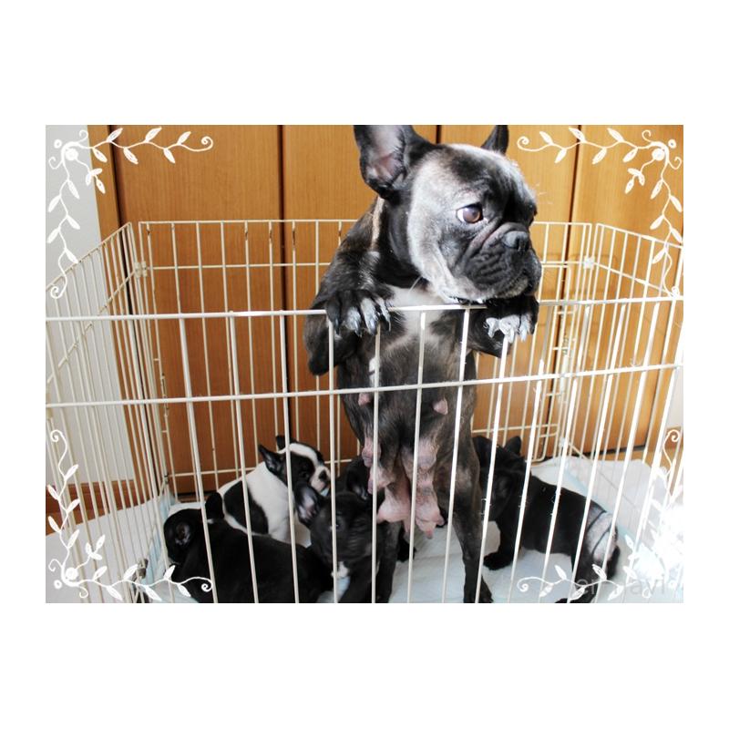 成約済の神奈川県のフレンチブルドッグ-435004の2枚目