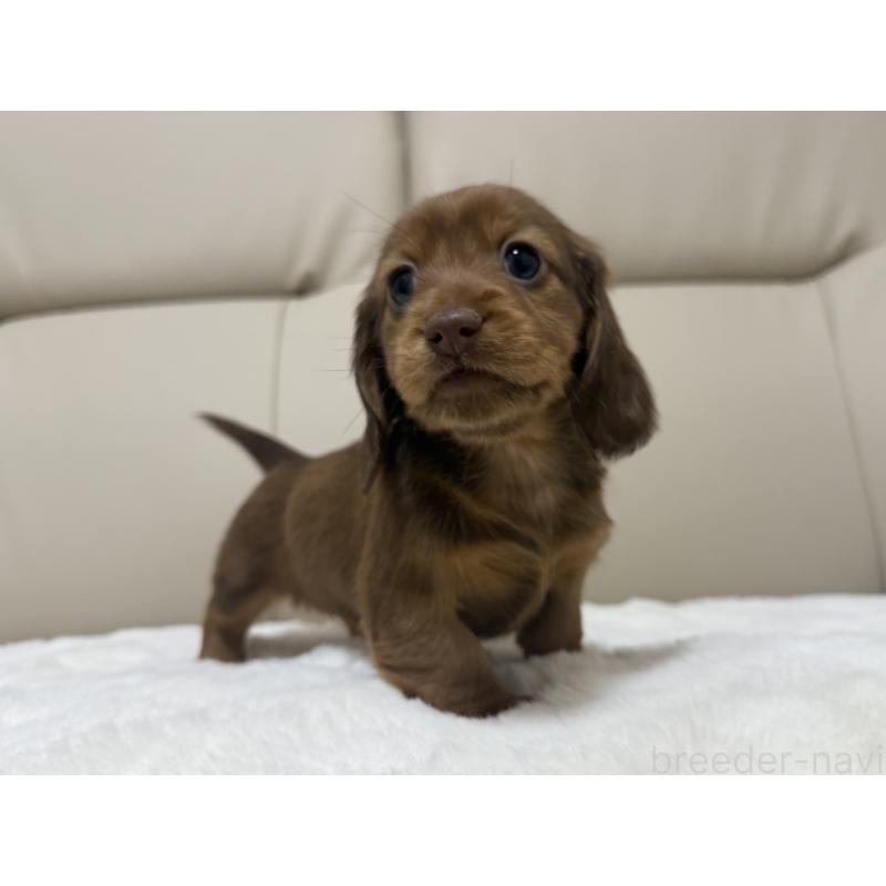 成約済の栃木県のミニチュアダックスフンド(ロングヘアード)-435985の2枚目