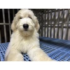 オンライン見学