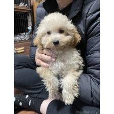 ♀︎トイプードル